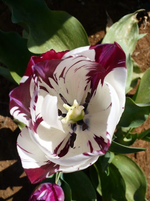 Tulipán Rembrandt