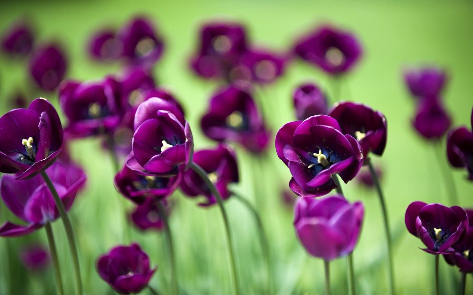 Tulipanes púrpuras