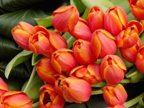 Ramo de tulipanes