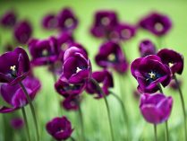 Tulipanes púrpuras