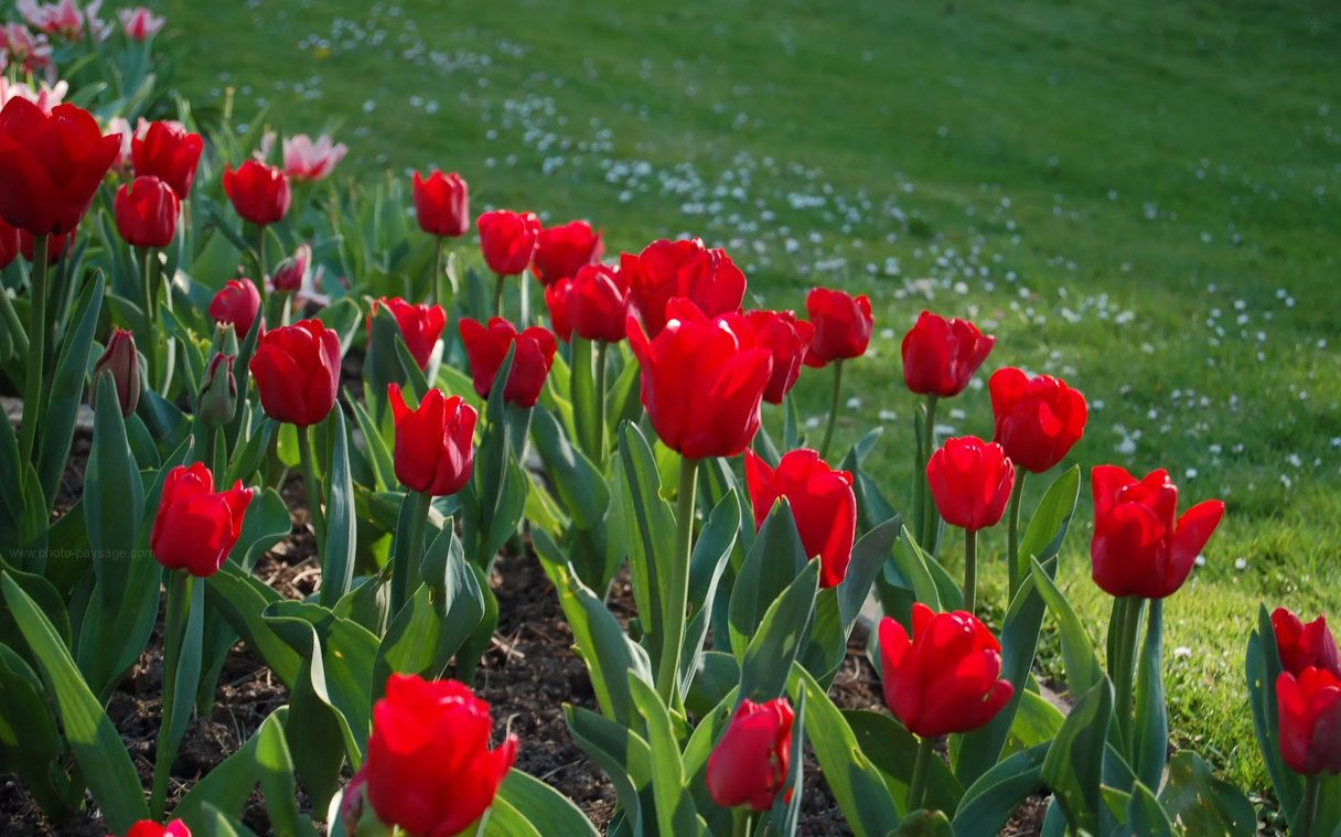 Campo de tulipanes