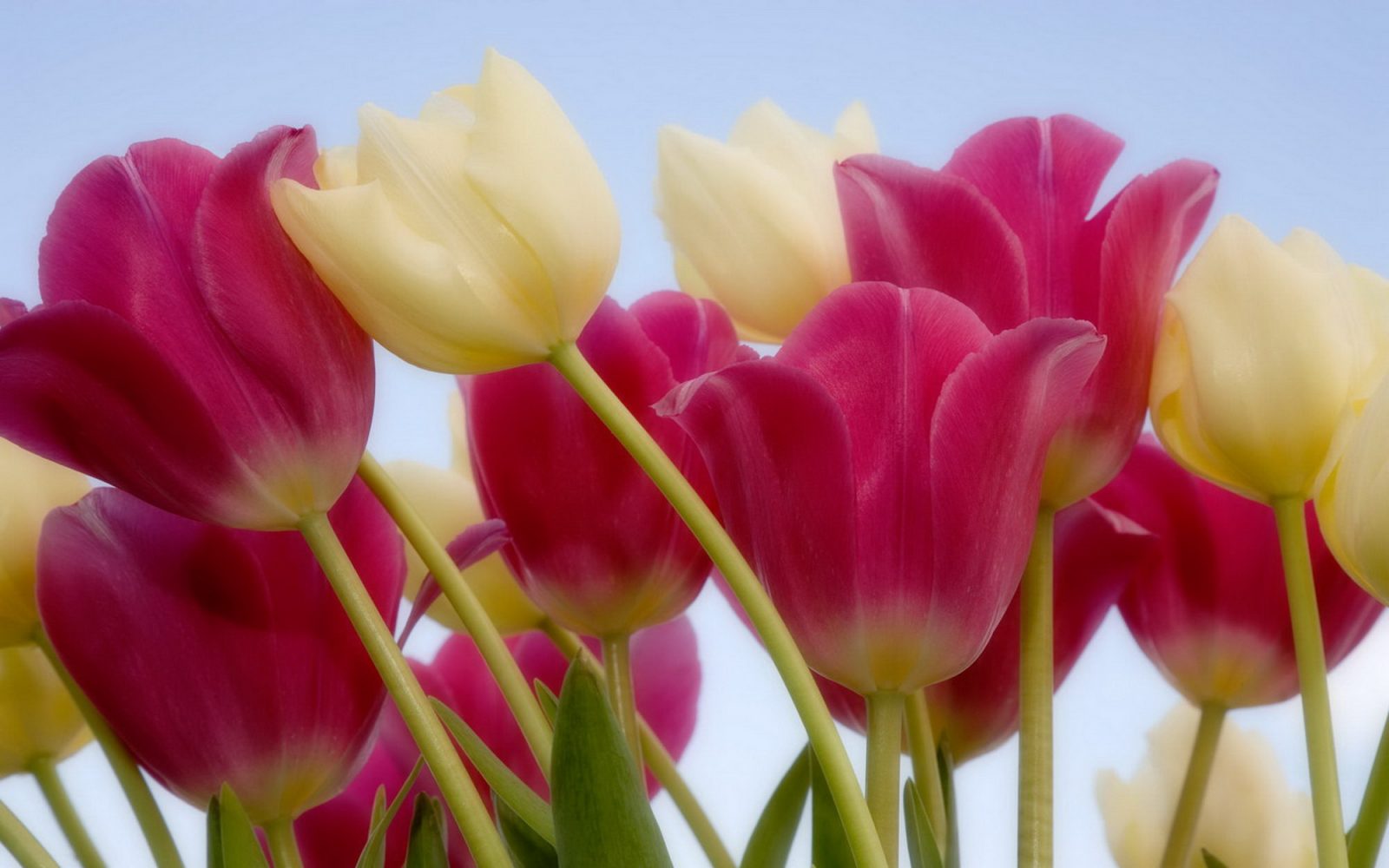 Fotos de tulipanes