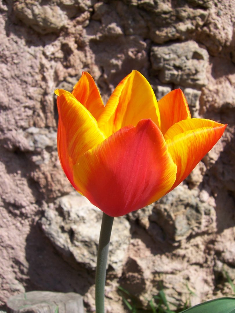 Tulipán bicolor