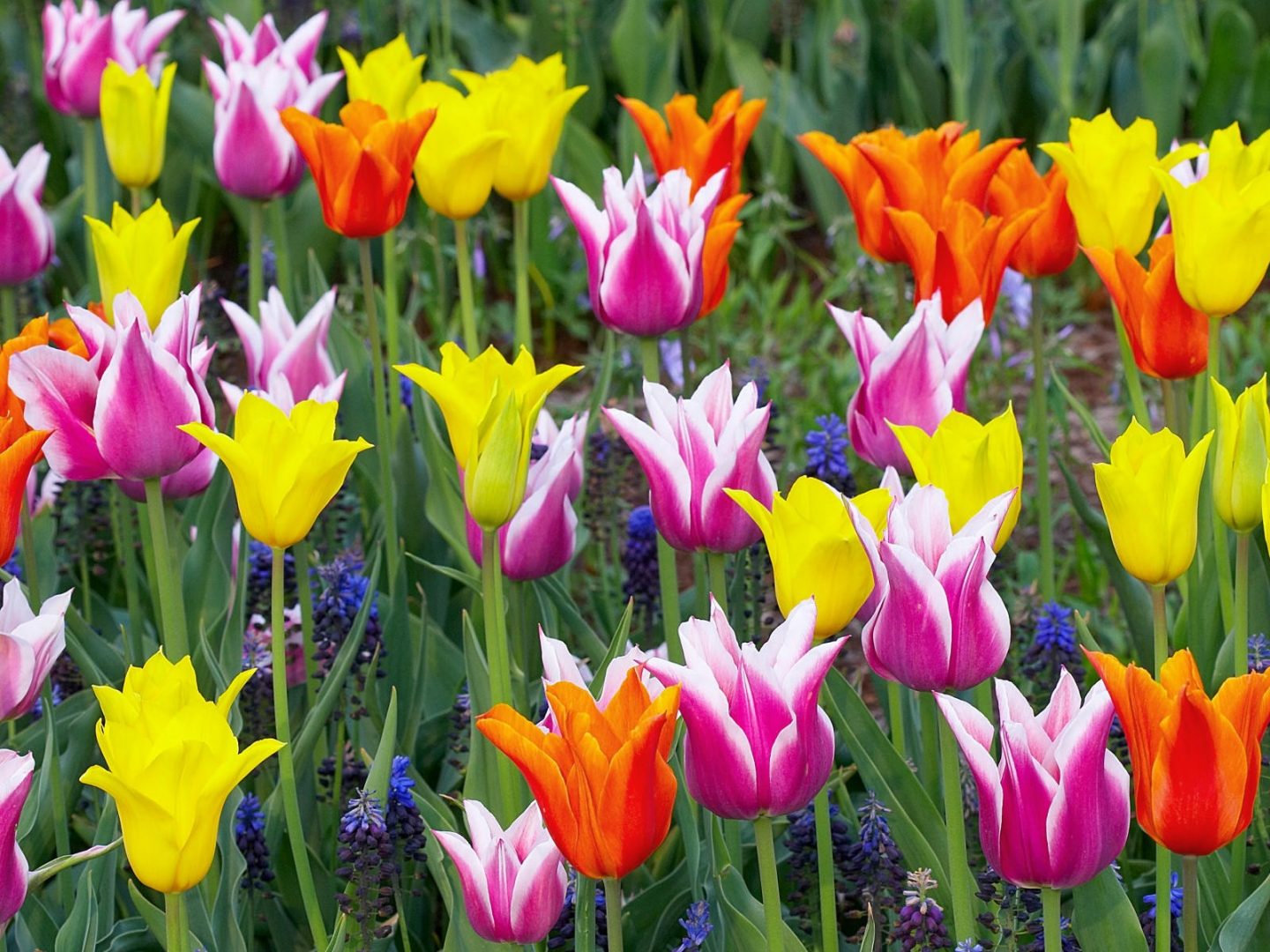 Tulipanes Darwin de colores