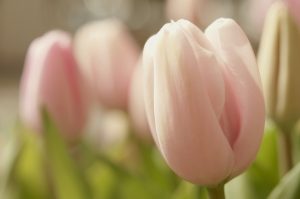 Cuidados de los tulipanes