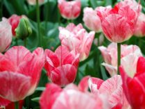 Flores de tulipanes Triumph