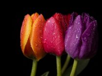 Imagen artística de tulipanes