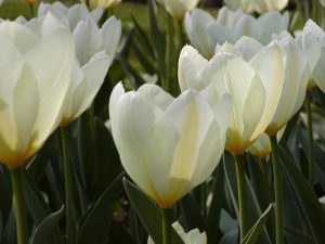 Tipos de tulipanes