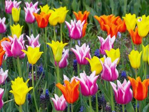 Variedades de tulipanes