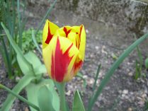 Tulipanes Rembrandt