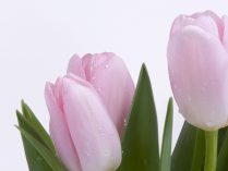 Tulipanes rosas