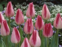 Tulipanes Triumph